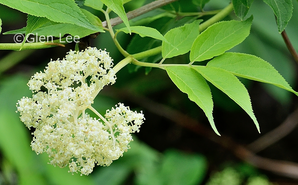 Sambucus Racemosa Var Racemosa Photos Saskatchewan Wildflowers sambucus-racemosa-var-racemosa-photos-saskatchewan-wildflowers